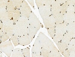 Invitrogen hnRNP H3 Polyclonal Antibody 100 &mu;L; Unconjugated:Antibodies,