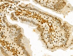 Invitrogen hnRNP H3 Polyclonal Antibody 100 &mu;L; Unconjugated:Antibodies,