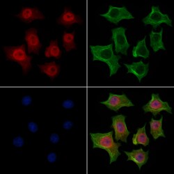 Invitrogen hnRNP R Polyclonal Antibody 100 &mu;L; Unconjugated:Antibodies,