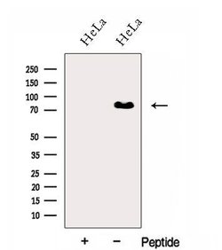 Invitrogen hnRNP R Polyclonal Antibody 100 &mu;L; Unconjugated:Antibodies,