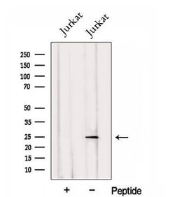 Invitrogen PSMC3IP Polyclonal Antibody 100 &mu;L; Unconjugated:Antibodies,