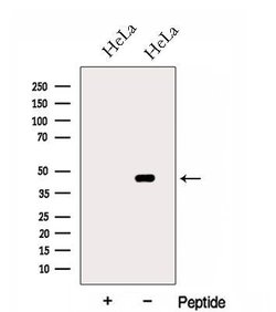 Invitrogen HSDL2 Polyclonal Antibody 100 &mu;L; Unconjugated:Antibodies,