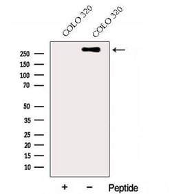 Invitrogen Perlecan Polyclonal Antibody 100 &mu;L; Unconjugated:Antibodies,