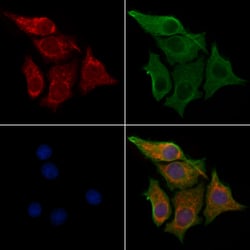 Invitrogen IDI1 Polyclonal Antibody 100 &mu;L; Unconjugated:Antibodies,