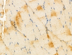 Invitrogen IDI1 Polyclonal Antibody 100 &mu;L; Unconjugated:Antibodies,