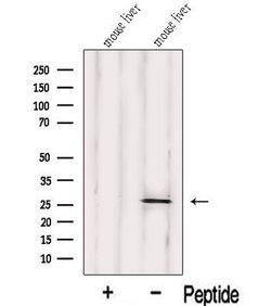 Invitrogen IDI1 Polyclonal Antibody 100 &mu;L; Unconjugated:Antibodies,
