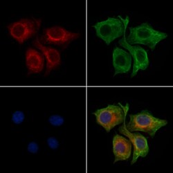 RABL4 Polyclonal Antibody, Invitrogen 100 &mu;L; Unconjugated:Antibodies,