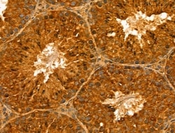 RABL4 Polyclonal Antibody, Invitrogen 100 &mu;L; Unconjugated:Antibodies,