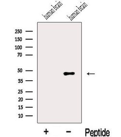 Invitrogen MIIP Polyclonal Antibody 100 &mu;L; Unconjugated:Antibodies,