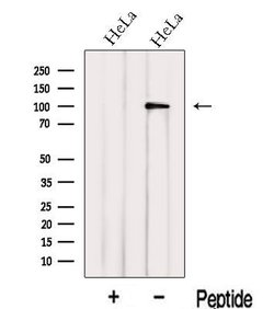Invitrogen Importin 13 Polyclonal Antibody 100 &mu;L; Unconjugated:Antibodies,