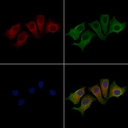 Invitrogen KCTD5 Polyclonal Antibody 100 &mu;L; Unconjugated:Antibodies,