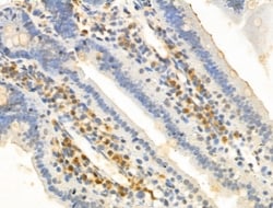 Invitrogen KCTD5 Polyclonal Antibody 100 &mu;L; Unconjugated:Antibodies,