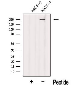 Invitrogen KIF26B Polyclonal Antibody 100 &mu;L | Buy Online | Invitrogen&trade; | Fisher Scientific