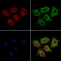 Invitrogen MAP1LC3C Polyclonal Antibody 100 &mu;L; Unconjugated:Antibodies,