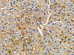 Invitrogen MAP1LC3C Polyclonal Antibody 100 &mu;L; Unconjugated:Antibodies,