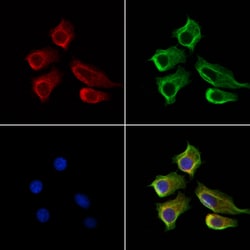 Invitrogen LOH12CR1 Polyclonal Antibody 100 &mu;L; Unconjugated:Antibodies,