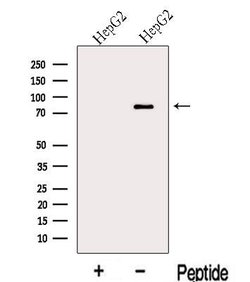 Invitrogen MIPEP Polyclonal Antibody 100 &mu;L | Buy Online | Invitrogen&trade; | Fisher Scientific