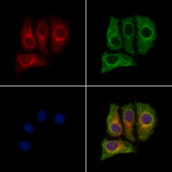 Invitrogen MLK2 Polyclonal Antibody 100 &mu;L; Unconjugated:Antibodies,