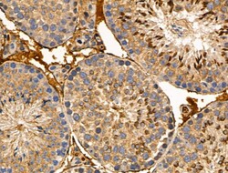 Invitrogen MLK2 Polyclonal Antibody 100 &mu;L; Unconjugated:Antibodies,