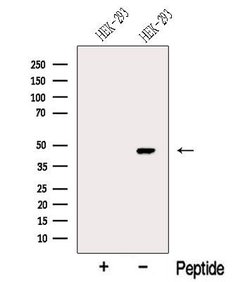 Invitrogen MYLK4 Polyclonal Antibody 100 &mu;L; Unconjugated:Antibodies,