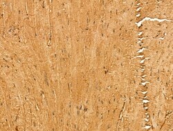 Invitrogen MYOM1 Polyclonal Antibody 100 &mu;L; Unconjugated:Antibodies,