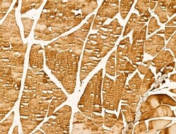Invitrogen Myotilin Polyclonal Antibody 100 &mu;L; Unconjugated:Antibodies,