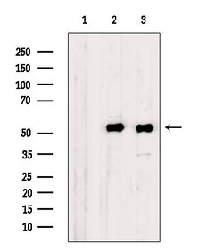 Invitrogen Myotilin Polyclonal Antibody 100 &mu;L; Unconjugated:Antibodies,