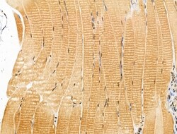 Invitrogen Nap1l4 Polyclonal Antibody 100 &mu;L | Buy Online | Invitrogen&trade; | Fisher Scientific