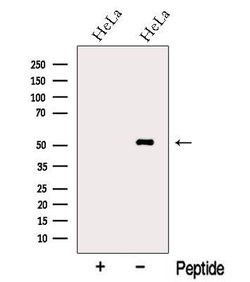 Invitrogen Nap1l4 Polyclonal Antibody 100 &mu;L | Buy Online | Invitrogen&trade; | Fisher Scientific