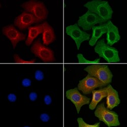Invitrogen NECAB2 Polyclonal Antibody 100 &mu;L; Unconjugated:Antibodies,