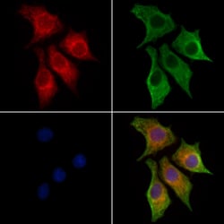 Invitrogen NECAP1 Polyclonal Antibody 100 &mu;L; Unconjugated:Antibodies,