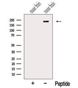 Invitrogen NISCH Polyclonal Antibody 100 &mu;L; Unconjugated:Antibodies,