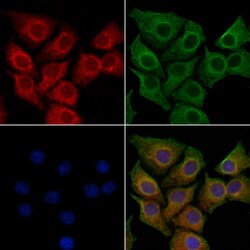 Invitrogen NOMO2 Polyclonal Antibody 100 &mu;L; Unconjugated:Antibodies,