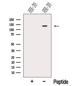 Invitrogen NOMO2 Polyclonal Antibody 100 &mu;L; Unconjugated:Antibodies,