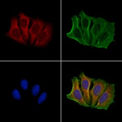 Invitrogen NOXA Polyclonal Antibody 100 &mu;L | Buy Online | Invitrogen&trade; | Fisher Scientific