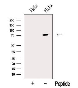 Invitrogen NR1D2 Polyclonal Antibody 100 &mu;L; Unconjugated:Antibodies,