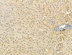 Invitrogen OBFC2B Polyclonal Antibody 100 &mu;L; Unconjugated:Antibodies,