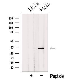 Invitrogen OBFC2B Polyclonal Antibody 100 &mu;L; Unconjugated:Antibodies,
