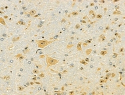 Invitrogen OCIAD1 Polyclonal Antibody 100 &mu;L; Unconjugated:Antibodies,