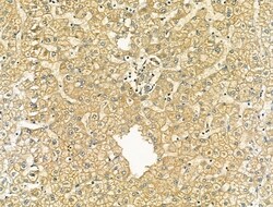 Invitrogen OCIAD1 Polyclonal Antibody 100 &mu;L; Unconjugated:Antibodies,
