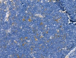 Invitrogen TENM1 Polyclonal Antibody 100 &mu;L; Unconjugated:Antibodies,