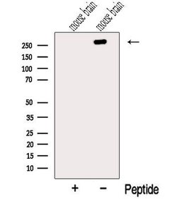Invitrogen TENM1 Polyclonal Antibody 100 &mu;L; Unconjugated:Antibodies,