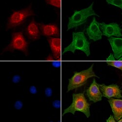 Invitrogen OGDHL Polyclonal Antibody 100 &mu;L; Unconjugated:Antibodies,