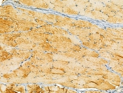 Invitrogen OGDHL Polyclonal Antibody 100 &mu;L; Unconjugated:Antibodies,