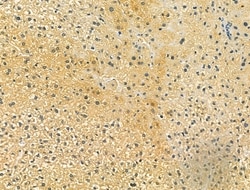 Invitrogen OGDHL Polyclonal Antibody 100 &mu;L; Unconjugated:Antibodies,