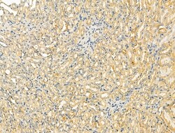 Invitrogen OGDHL Polyclonal Antibody 100 &mu;L; Unconjugated:Antibodies,