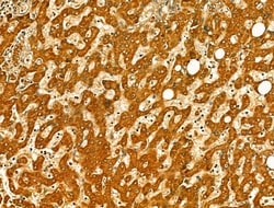 Invitrogen OGDHL Polyclonal Antibody 100 &mu;L; Unconjugated:Antibodies,