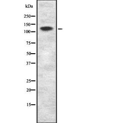 Invitrogen MCF2L Polyclonal Antibody 100 &mu;L | Buy Online | Invitrogen&trade; | Fisher Scientific