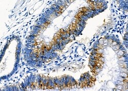 Invitrogen GNG11 Polyclonal Antibody 100 &mu;L; Unconjugated:Antibodies,