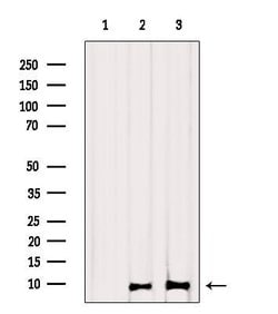 Invitrogen GNG11 Polyclonal Antibody 100 &mu;L; Unconjugated:Antibodies,